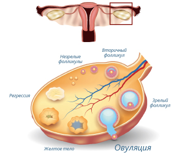 Предэякулят можно забеременеть