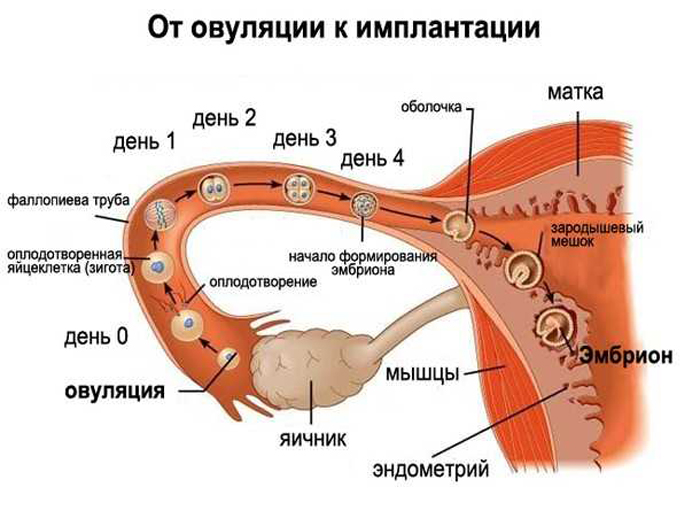 Процесс имплантации и овуляции