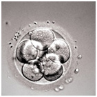 Рисунок 5. Восьмиклеточный эмбрион