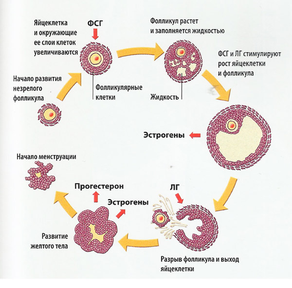 ekobiober9.jpg