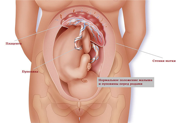 Briefly about implantation and early embryo development