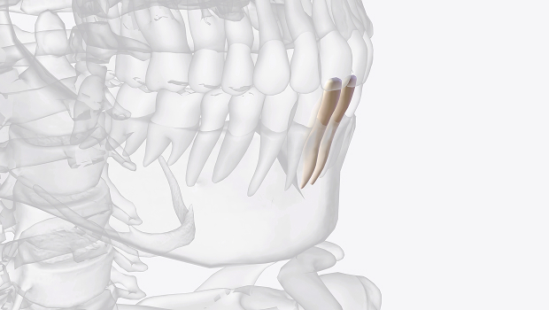 Виды перекрёстного прикуса