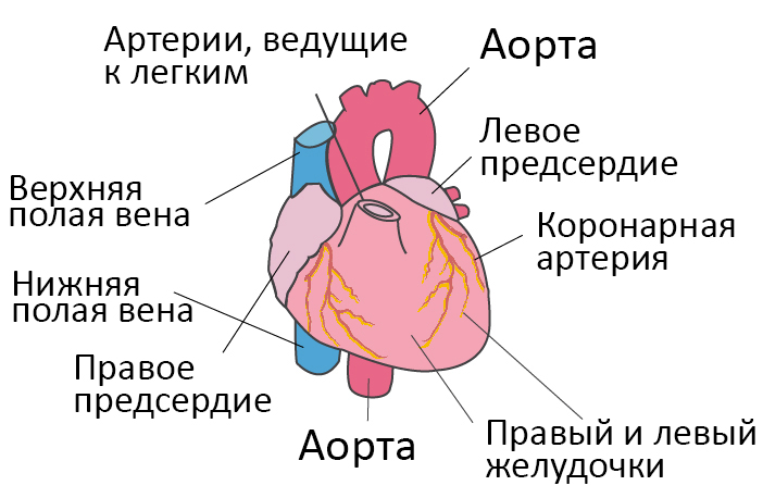 Малая сердечная недостаточность. Левосторонняя сердечная недостаточность. Симптомы левосторонней сердечной недостаточности. Сердце при острой сердечной недостаточности. Сердечная недостаточность левого желудочка.
