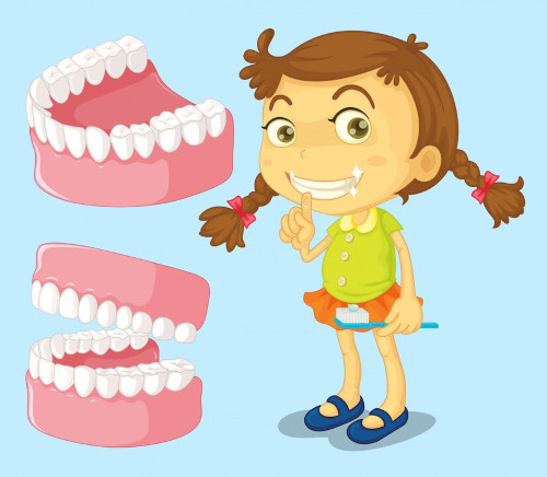 Characteristics of primary teeth